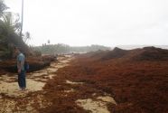 Fig.-10-giant-wrack-line-of-sargassum