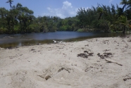 Fig.-11-turtle-nest-on-back-of-bar