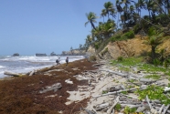 Fig.-8-s-end-of-barrier-bar-line-of-driftwood