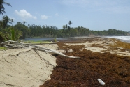 Fig.-9-scarped-upper-beach-and-sargassum