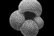 Figure-2.-Planktonic-Foraminfera
