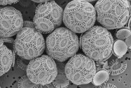 Figure-3.-Coccolithophore