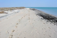 Ground views of two moderately exposed sand beaches.