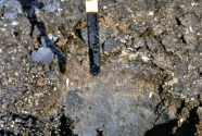 Liquid oil that drained out of a burrow below the hardened surface layer on transect GWS-VII