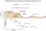 Generalized topographic profile of the exposed outer sand beaches and sand tidal flat during an episode of deposition on the beach.