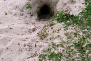 Rabbit’s residence
