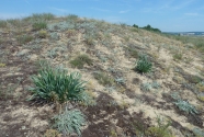 Large fields of rare grey dunes