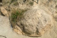 Fig.-12-Moeraki
