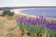 Fig.20-Chance-Cove