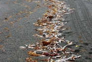Figure-21-Caplin-wrack-line-Portugal-Cove-South