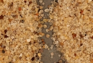 fig13.-Comparison-of-beach-sand(left)-and-dune-sand-(right)-from-Good-Harbor-Bay-Beach