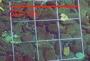 fig7-b