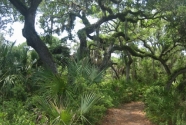 Caladesi Island oak hammock (2011) 