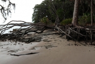 A severely eroding shoreline along the backbarrier of Cumberland Island.