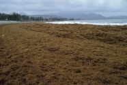 green-tides-4
