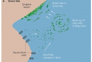 Figure 2.-c Ulva green tide development in a shallow coastal environment.