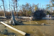 Alabama coastal erosion.