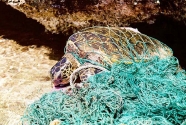 Entangled-turtle