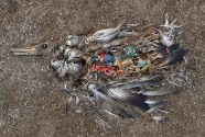 Midway-bird-corpse-2