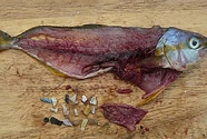 Plastic-in-fish