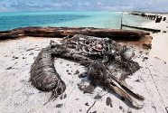 bird-carcass