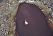 A penny slowly sinks into the gooey oil