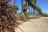 palm-tree-roots