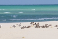 Birds Qansaliyah Beach, Socotra, Yemen