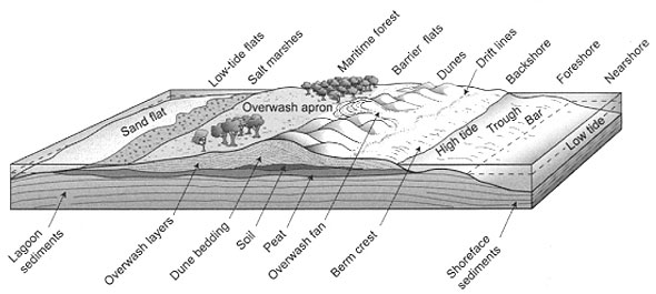 Cross-section of a typical barrier island