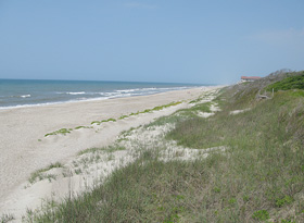 dune vegetation