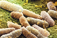 E. coli Thrives in Beach Sands
