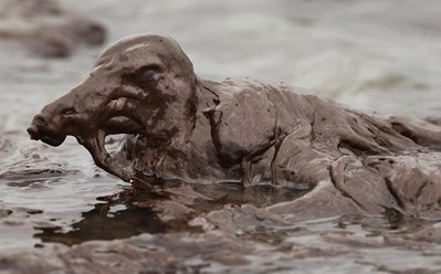 How the Gulf Oil Spill Hurt Animals