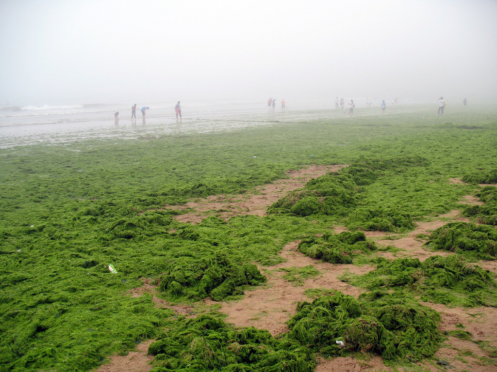 Algae Blankets China Beaches