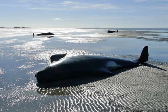 pilot-whale-beached