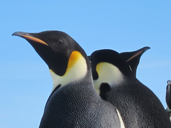 emperor-penguin