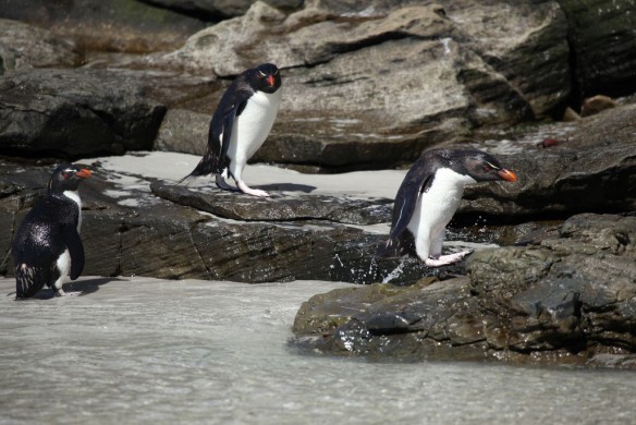 penguins-rockhoppers