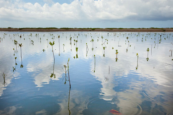 mangrove-plantation-bali