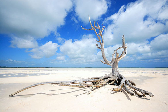 eleuthera bahamas lone tree