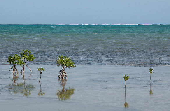 mangrove-belize