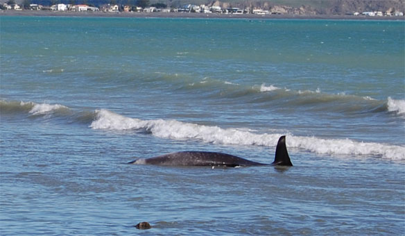 beached-whale-nz