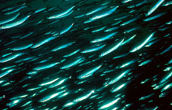 herring-fish