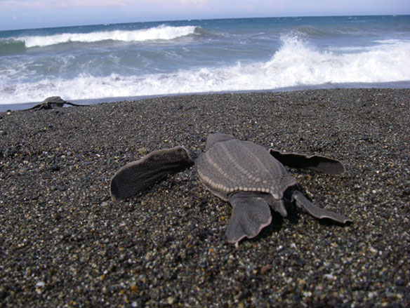 leatherback-turtle-noaa
