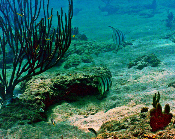 Staghorn Coral Transplanted to Threatened Reef