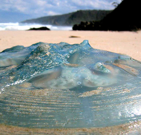 Jellyfish the size of dinner plates are welcoming visitors to Northeast beaches