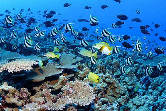 coral-reef-noaa