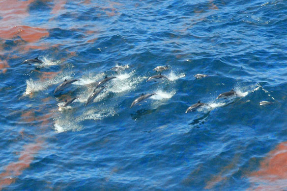 Births Down and Deaths Up in Gulf Dolphins