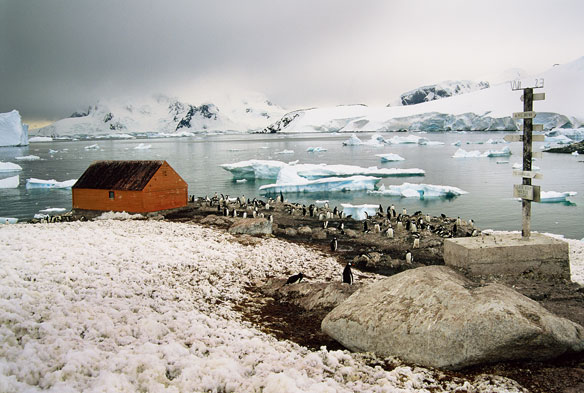 gentoo-penguin-colony-at-chilean
