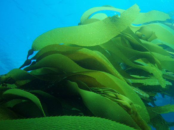 kelp-california