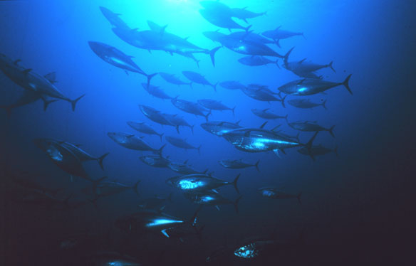 bluefin-tuna-noaa