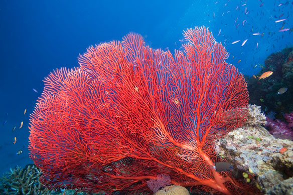 corail-rouge